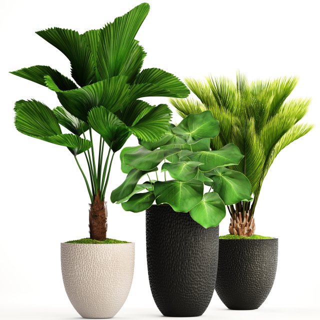 palms in flowerpots 3D Model .c4d .max .obj .3ds .fbx .stl .blend 