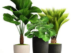 palmy w doniczkach Model 3D