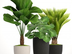 palms in flowerpots 3D Model