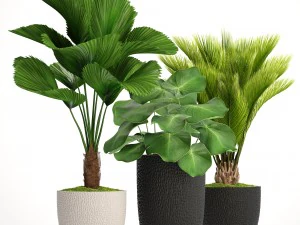 palms in flowerpots 3D Model