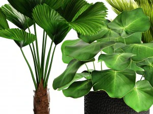 palms in flowerpots 3D Model