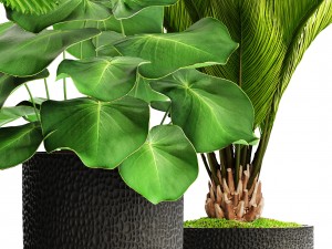 palms in flowerpots 3D Model