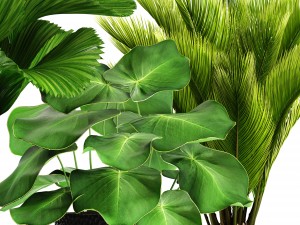 palms in flowerpots 3D Model