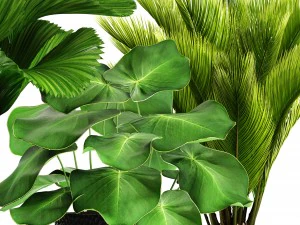 palms in flowerpots 3D Model