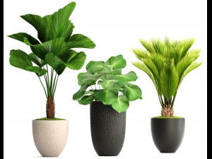 palms in flowerpots 3D Model