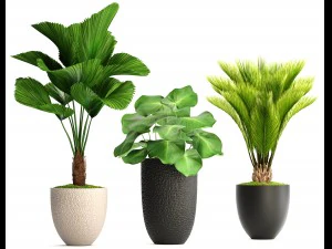 palms in flowerpots 3D Model