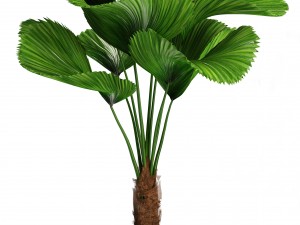 palms in flowerpots 3D Model