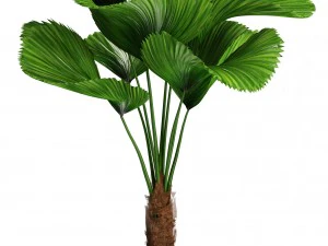 palms in flowerpots 3D Model