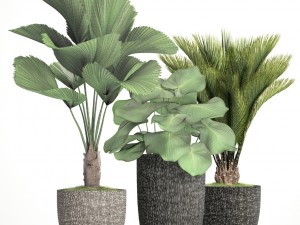 palms in flowerpots 3D Model