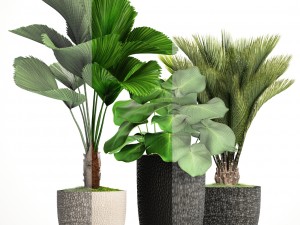 palms in flowerpots 3D Model