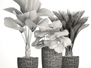 palms in flowerpots 3D Model