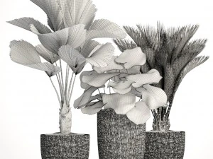 palms in flowerpots 3D Model