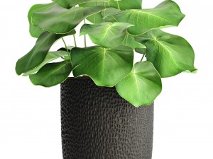 palms in flowerpots 3D Model