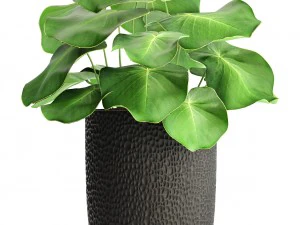 palms in flowerpots 3D Model