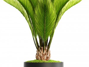 palms in flowerpots 3D Model