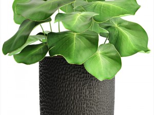 palms in flowerpots 3D Model