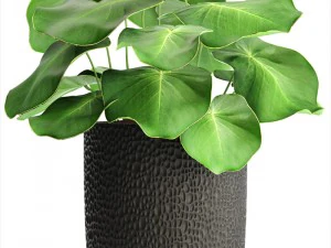 palms in flowerpots 3D Model