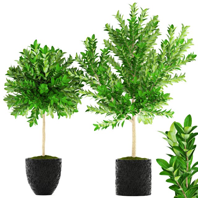 topiary trees 3D 모델 .c4d .max .obj .3ds .fbx .stl .blend 