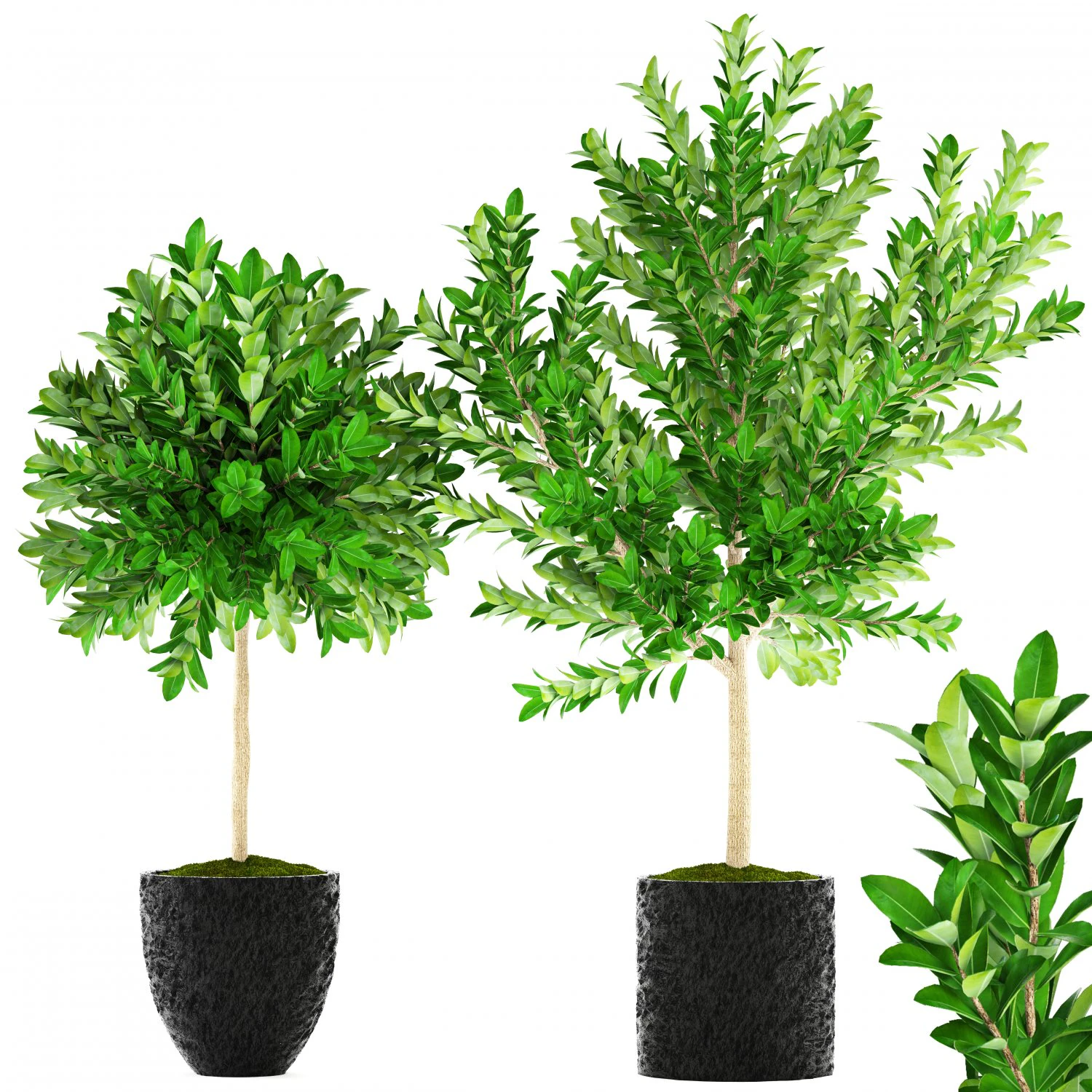 topiary trees 3D Model .c4d .max .obj .3ds .fbx .stl .blend 