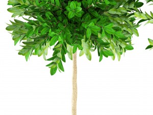 topiary trees 3D 모델