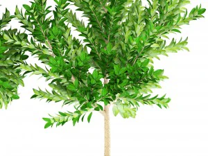 topiary trees 3D Model