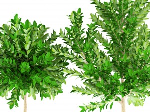 topiary trees 3D 모델