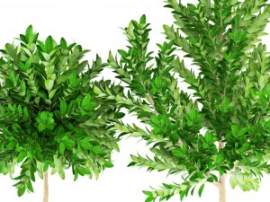 topiary trees 3D Model