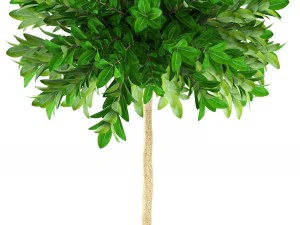 topiary trees 3D Model