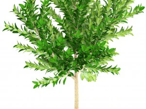 topiary trees 3D Model