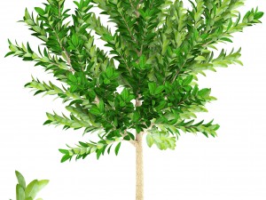 topiary trees 3D 모델