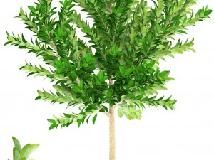 topiary trees 3D Model