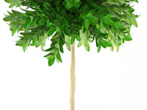 topiary trees 3D 모델