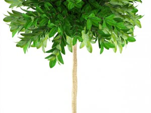 topiary trees 3D Model
