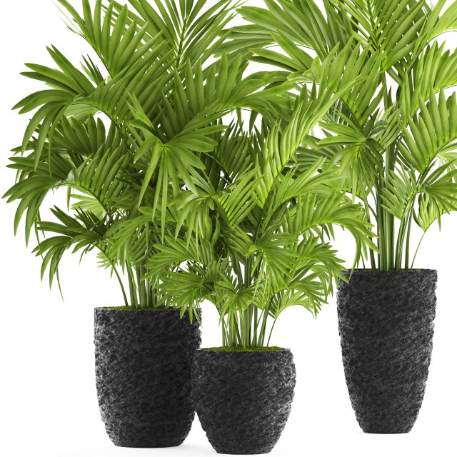 howea forsteriana palm Model 3D .c4d .max .obj .3ds .fbx .stl .blend 