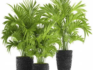 howea forsteriana palm Model 3D