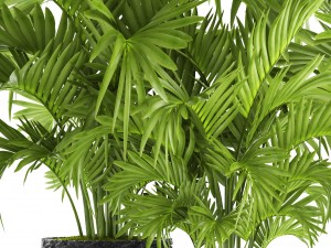 howea forsteriana palm Model 3D