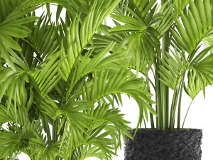 howea forsteriana palm Model 3D