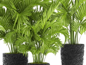 howea forsteriana palm Model 3D