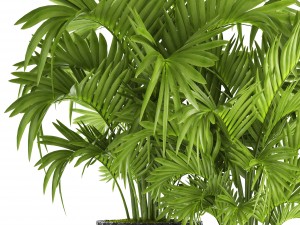 howea forsteriana palm Model 3D