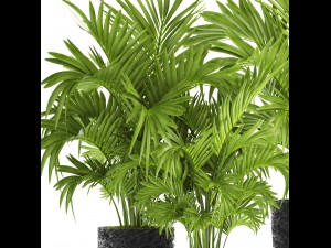 howea forsteriana palm Model 3D