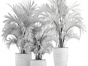 howea forsteriana palm Model 3D