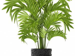 howea forsteriana palm Model 3D