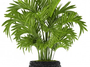 howea forsteriana palm Model 3D