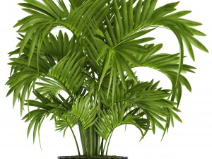 howea forsteriana palm Model 3D