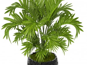 howea forsteriana palm Model 3D