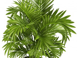 howea forsteriana palm Model 3D