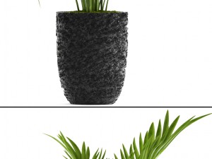 howea forsteriana palm Model 3D