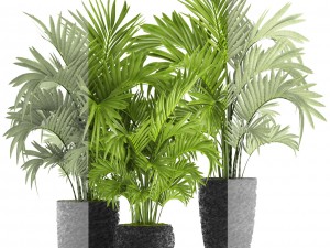 howea forsteriana palm Model 3D