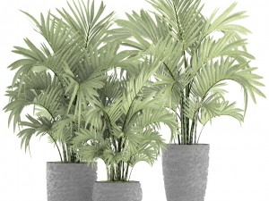 howea forsteriana palm Model 3D