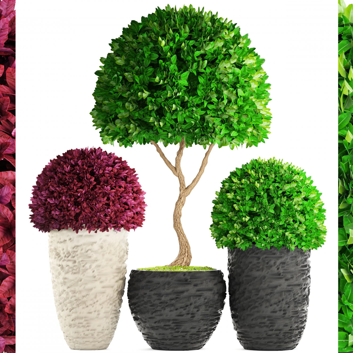 topiary trees buxus 3D Model .c4d .max .obj .3ds .fbx .stl .blend 